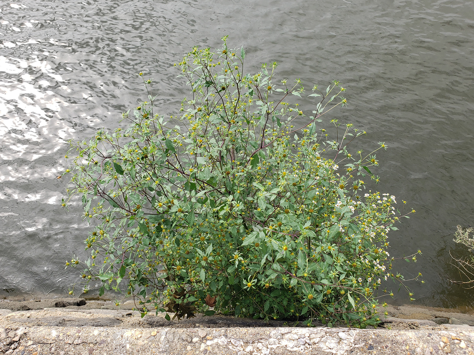 Big Devil's Beggarticks growing out of the wall against the Delaware River