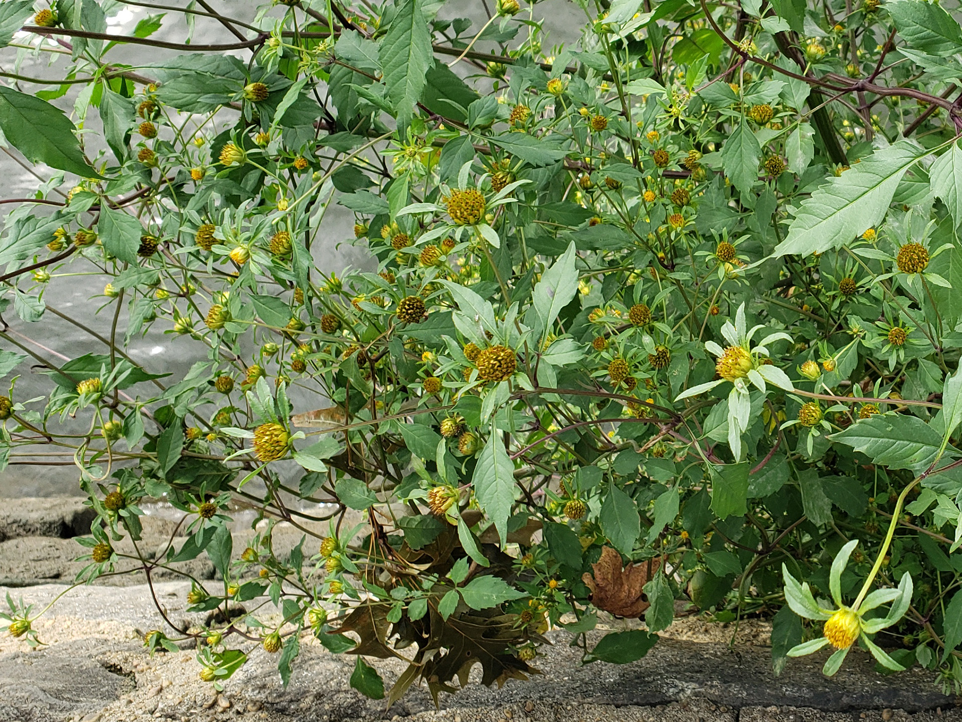 Big Devil's Beggarticks growing out of the wall against the Delaware River