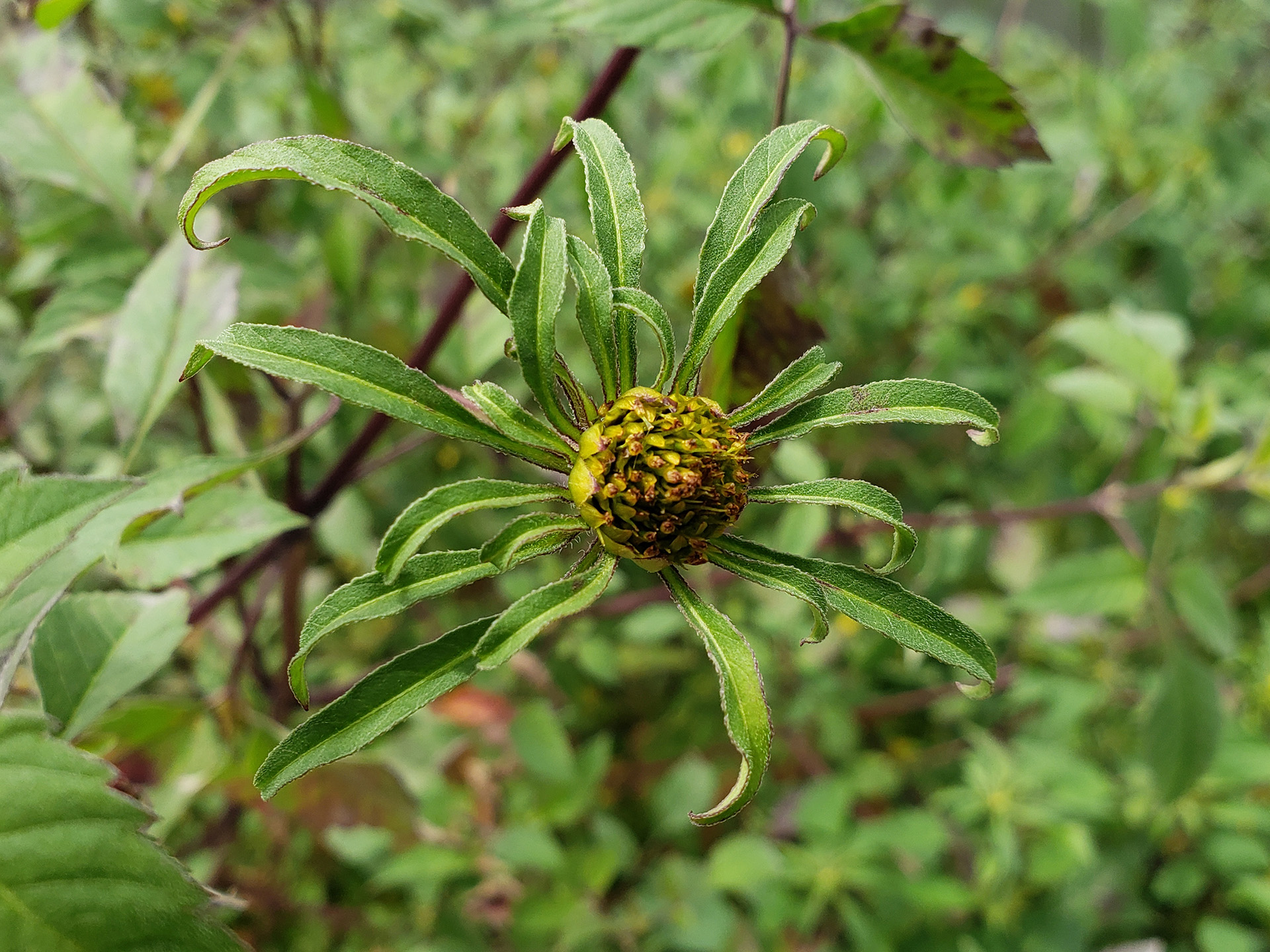 Big Devil's Beggarticks growing out of the wall against the Delaware River