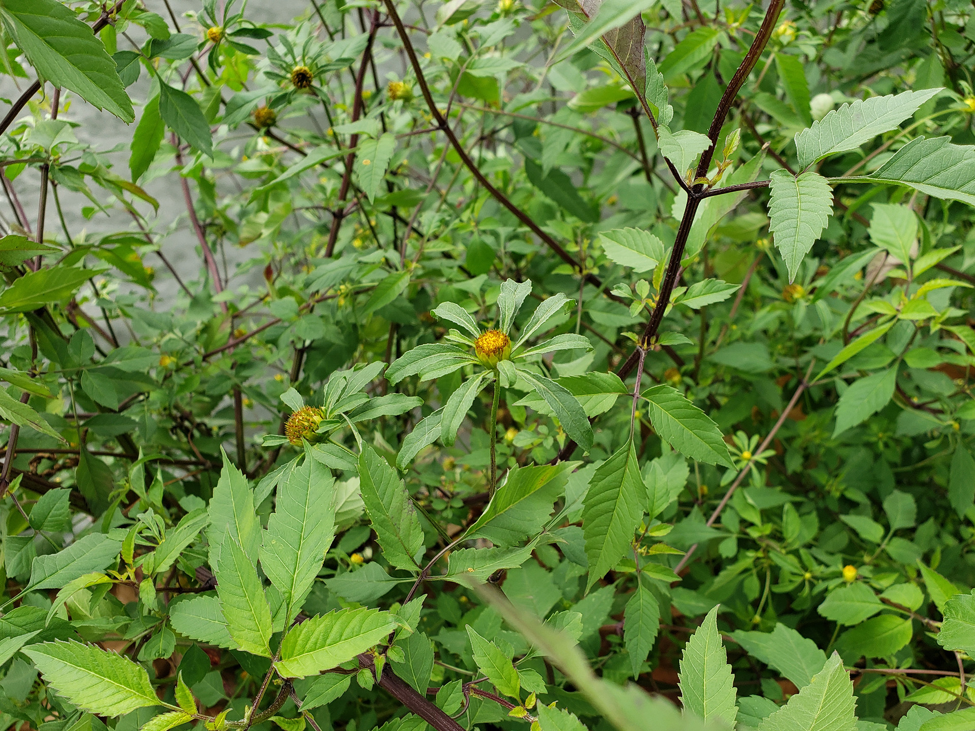 Big Devil's Beggarticks growing out of the wall against the Delaware River