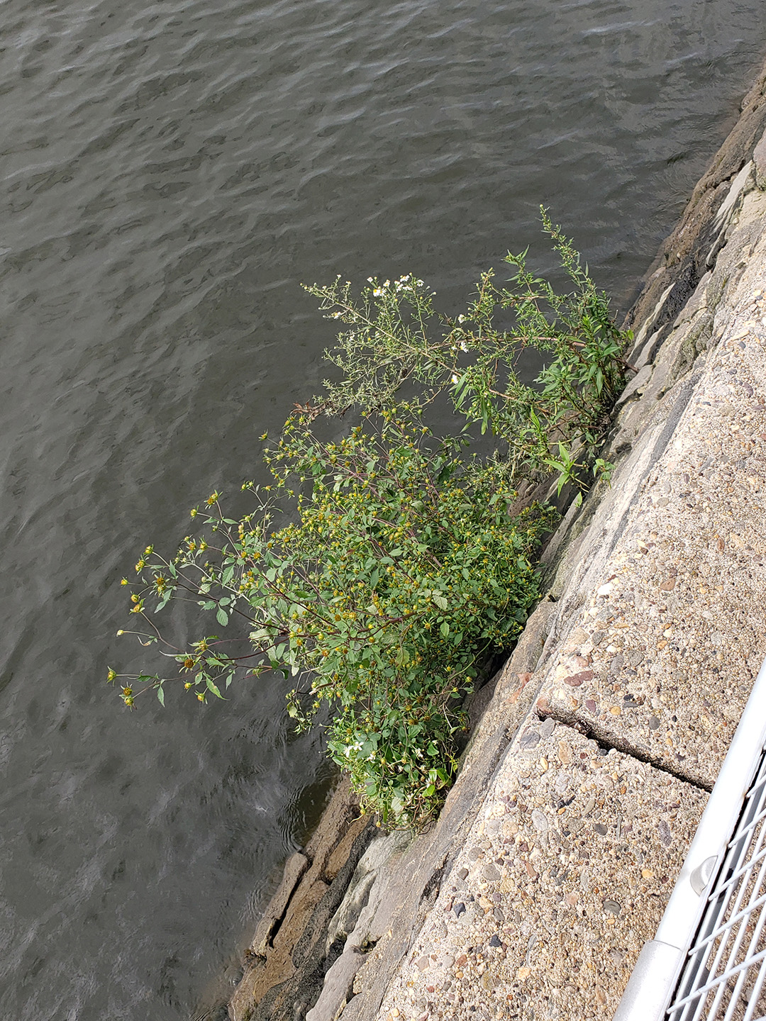 Big Devil's Beggarticks growing out of the wall against the Delaware River