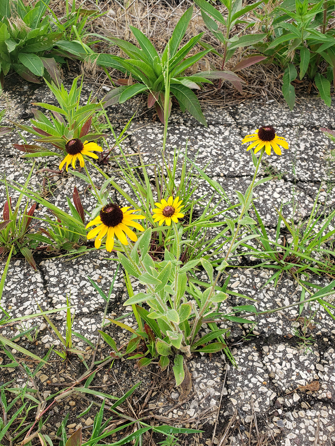 Blackeyed Susans grown out of a sidewalk