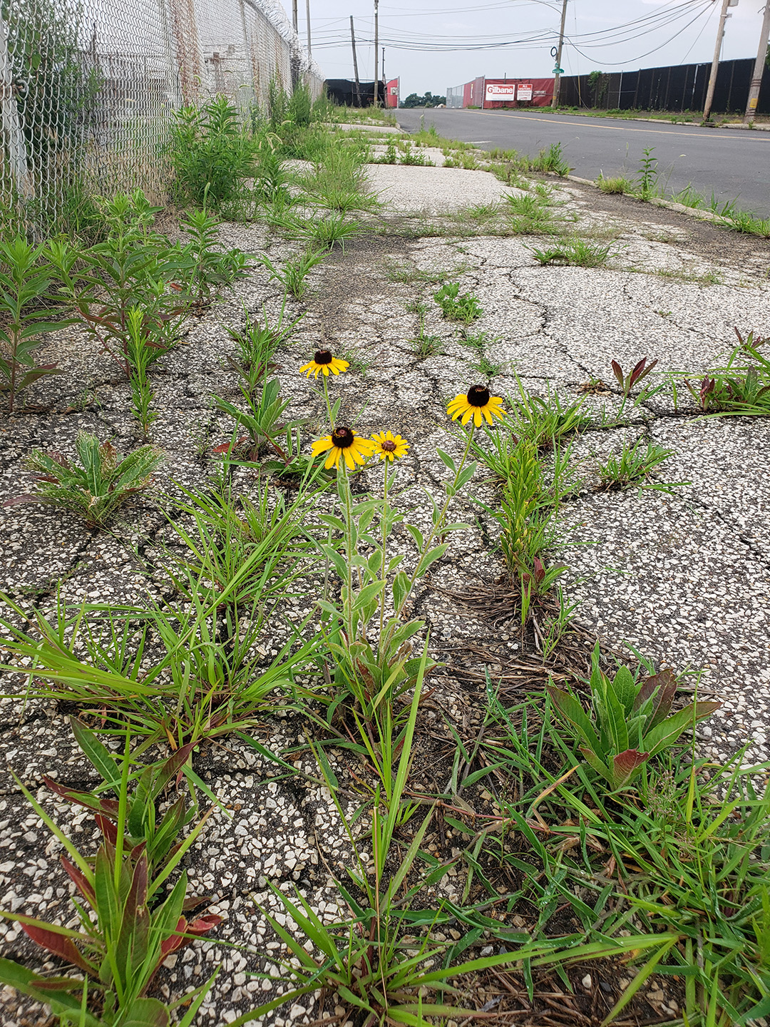 Blackeyed Susans growing out of a street in Marconi East
