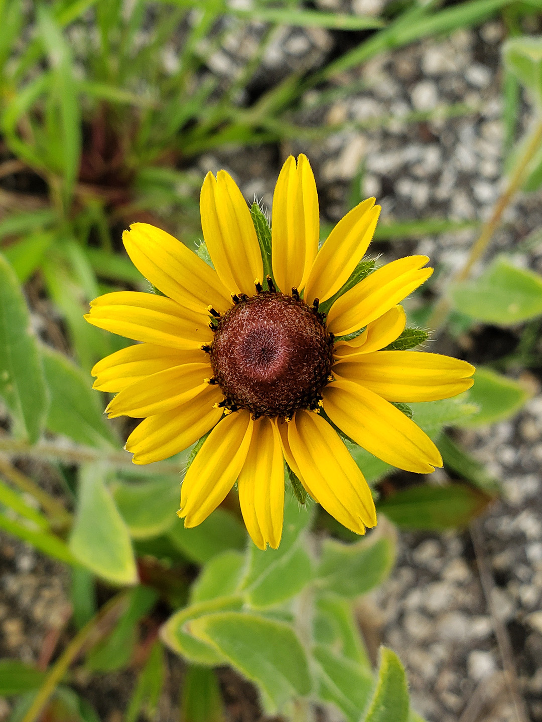 Blackeyed Susans growing out of a street in Marconi East