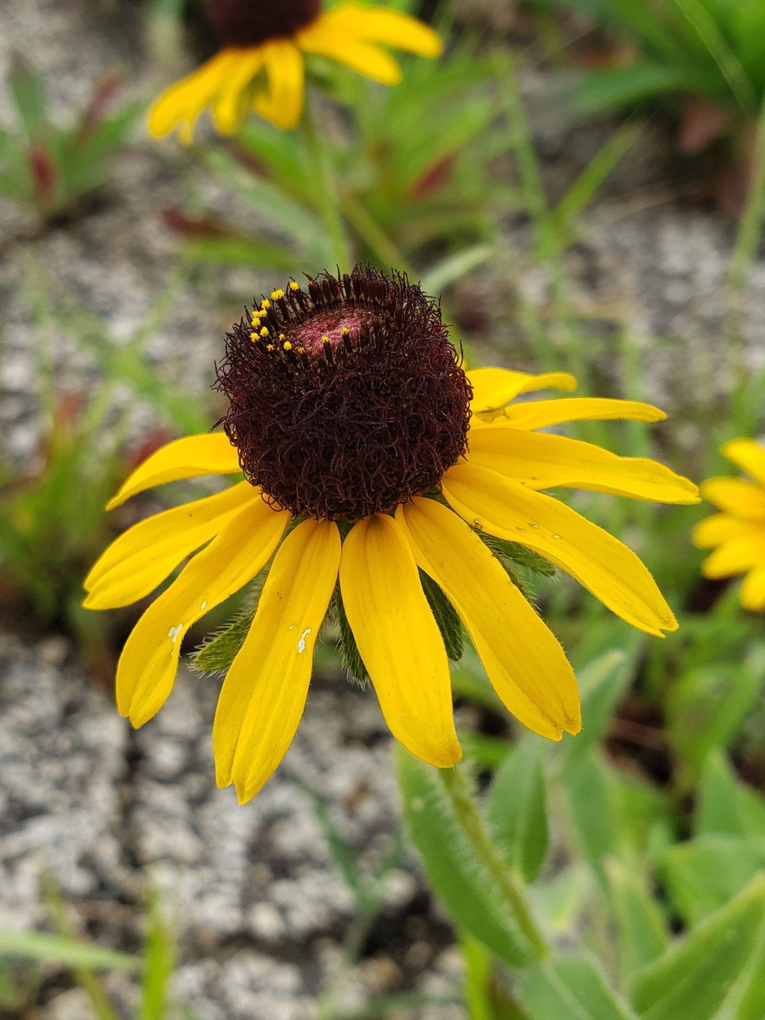 Blackeyed Susans growing out of a street in Marconi East
