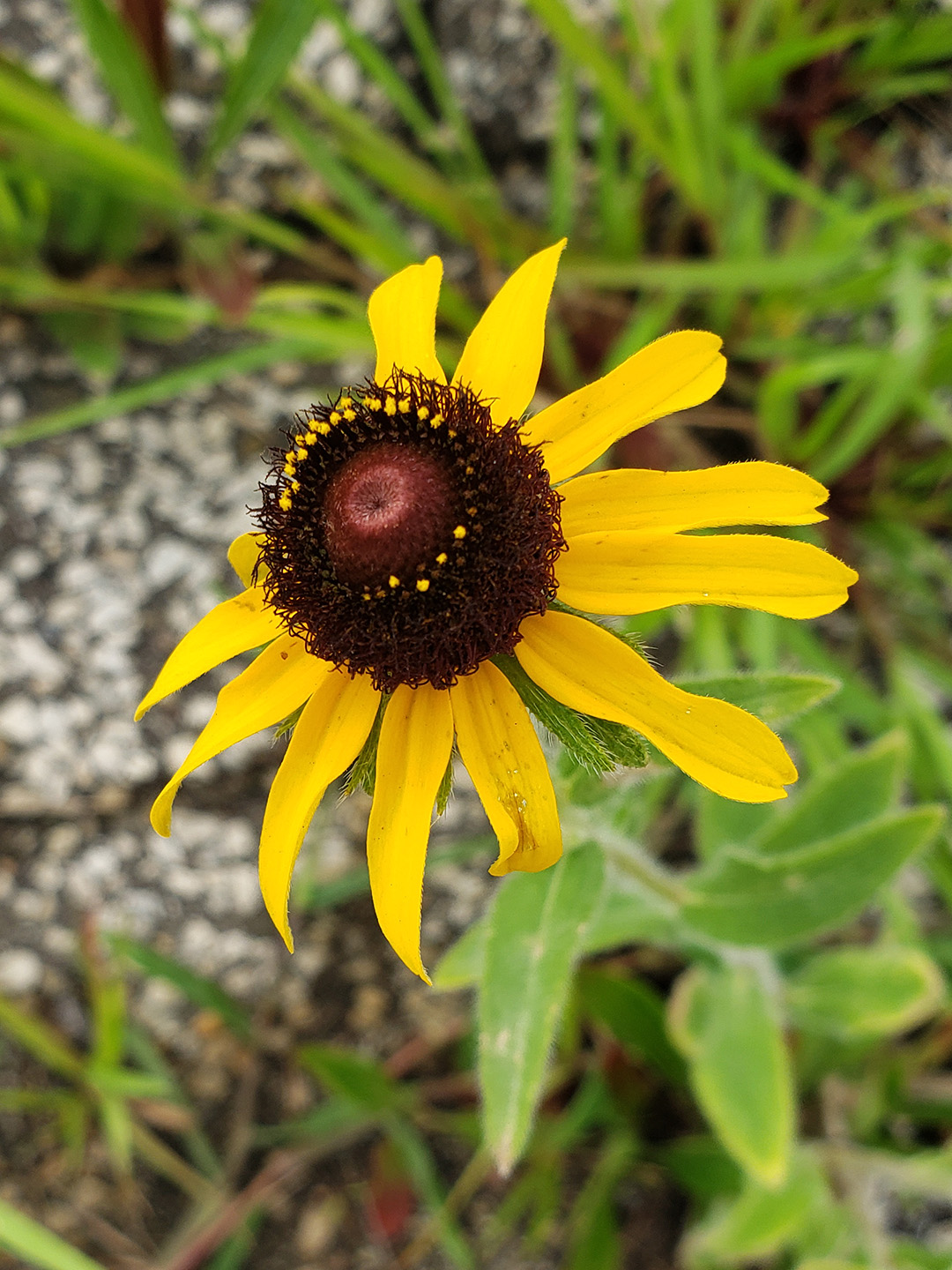 Blackeyed Susans growing out of a street in Marconi East