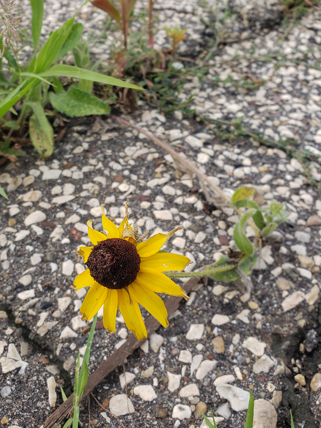 Blackeyed Susans growing out of a street in Marconi East