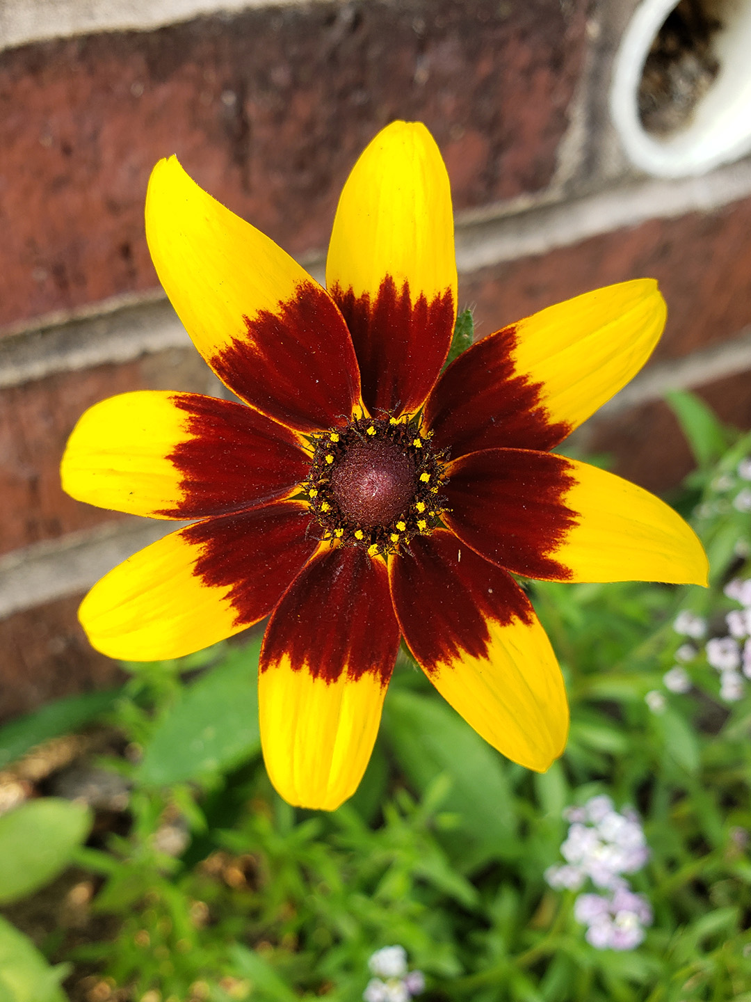 Blackeyed Susans growing out of a sidewalk