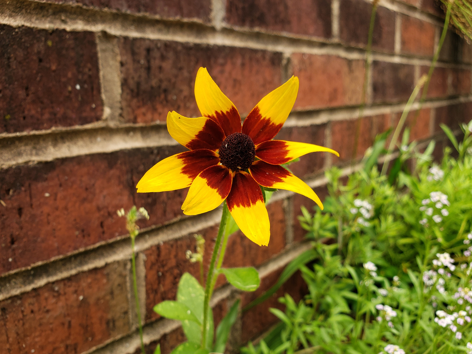Blackeyed Susans growing out of a sidewalk