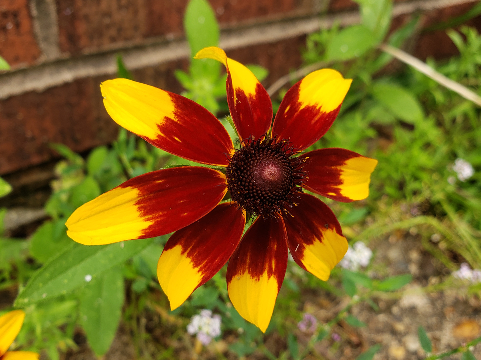 Blackeyed Susans growing out of a sidewalk