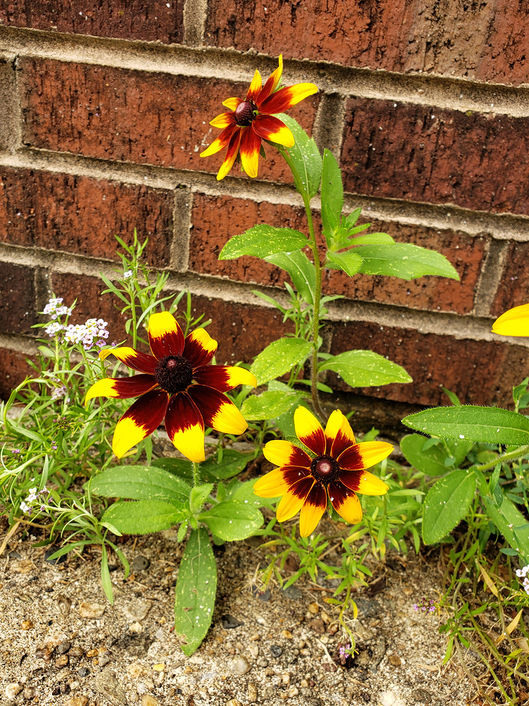 Blackeyed Susans growing out of a sidewalk