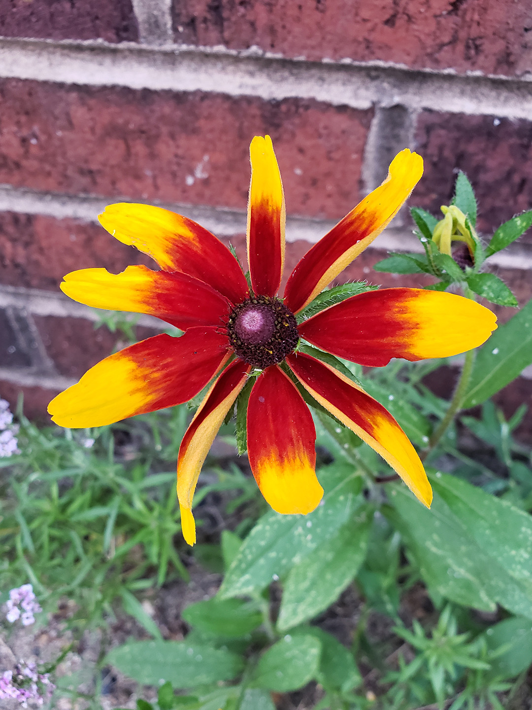 Blackeyed Susans growing out of a sidewalk