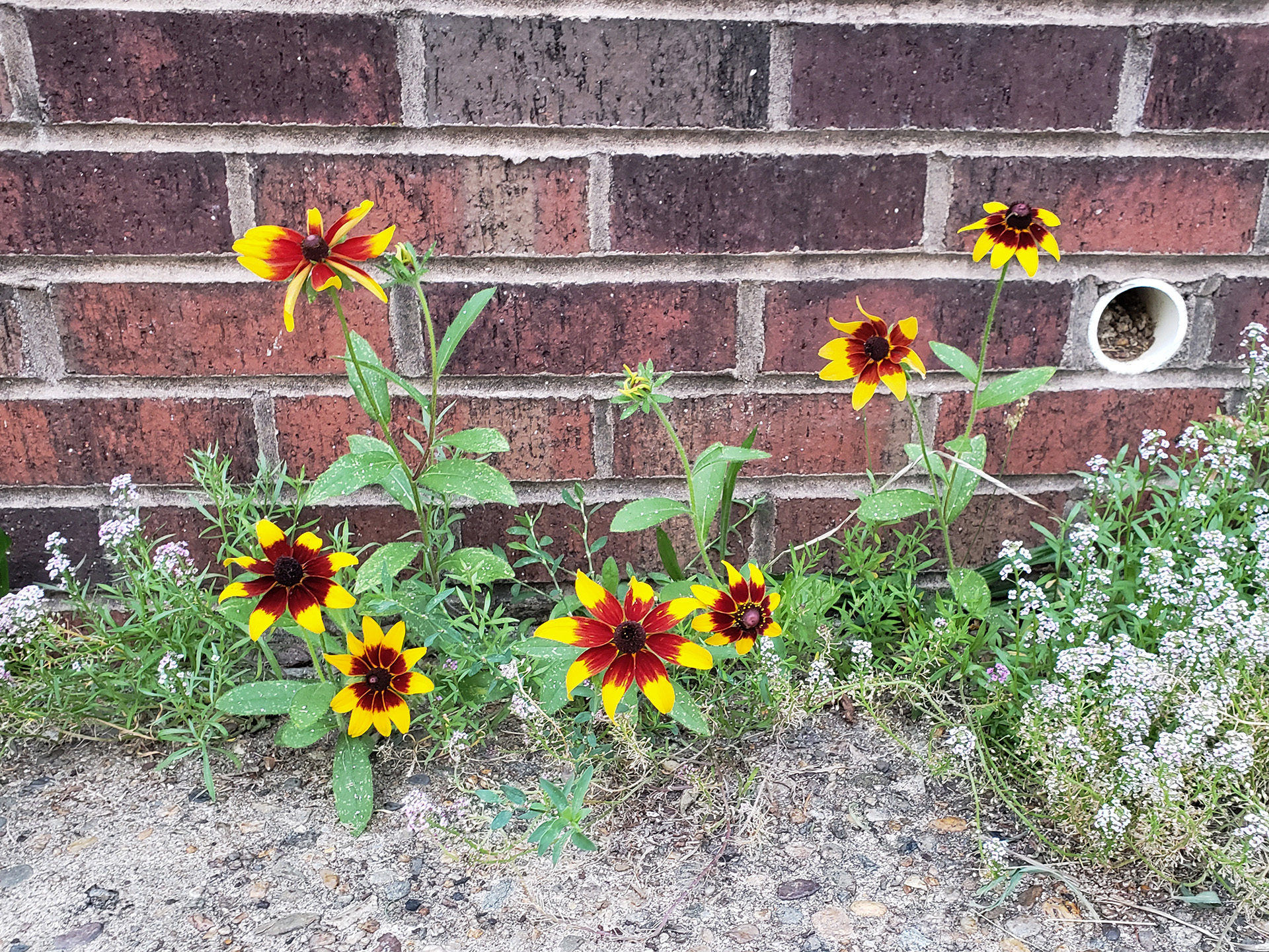 Blackeyed Susans growing out of a sidewalk
