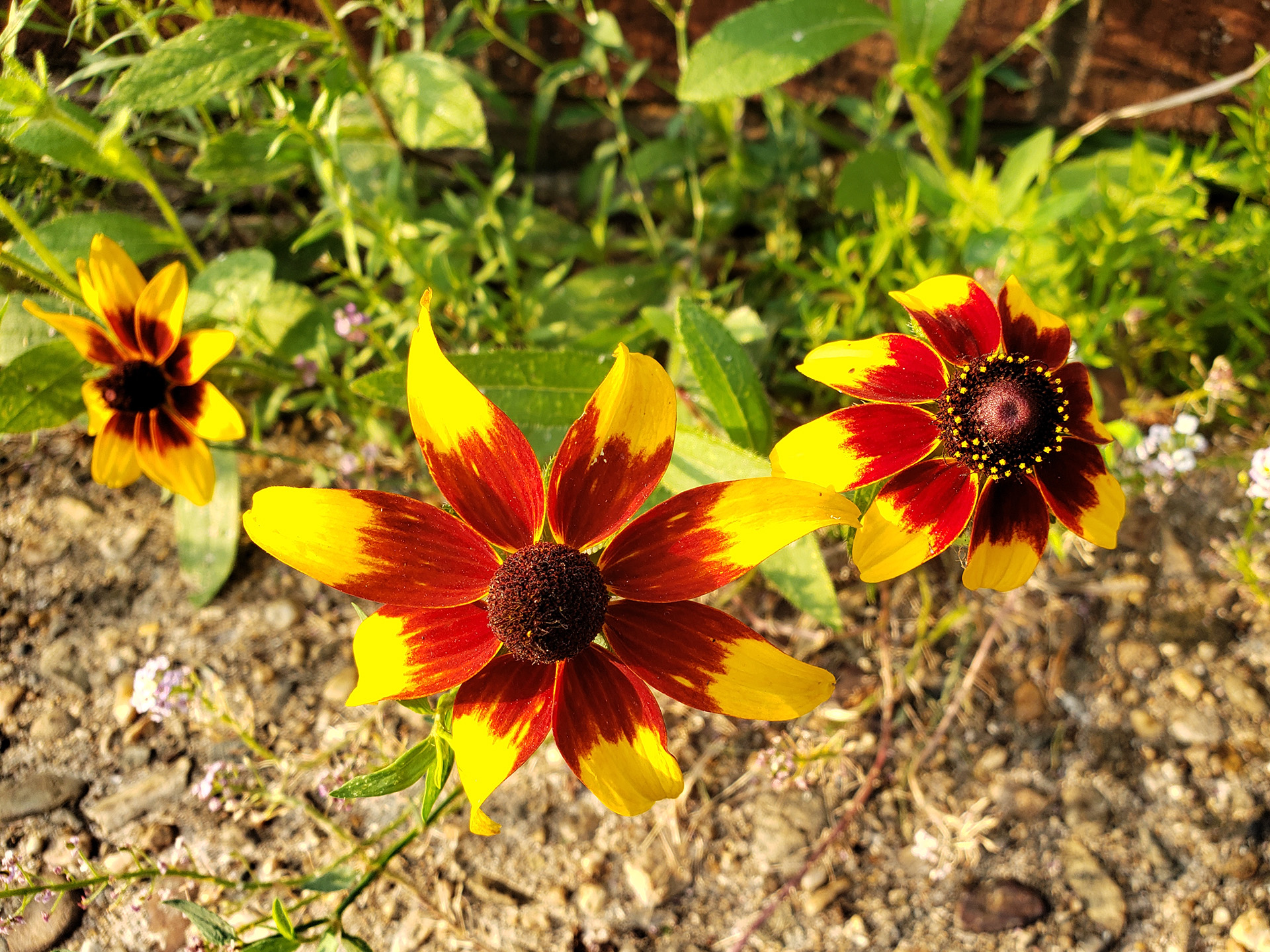Blackeyed Susans growing out of a sidewalk