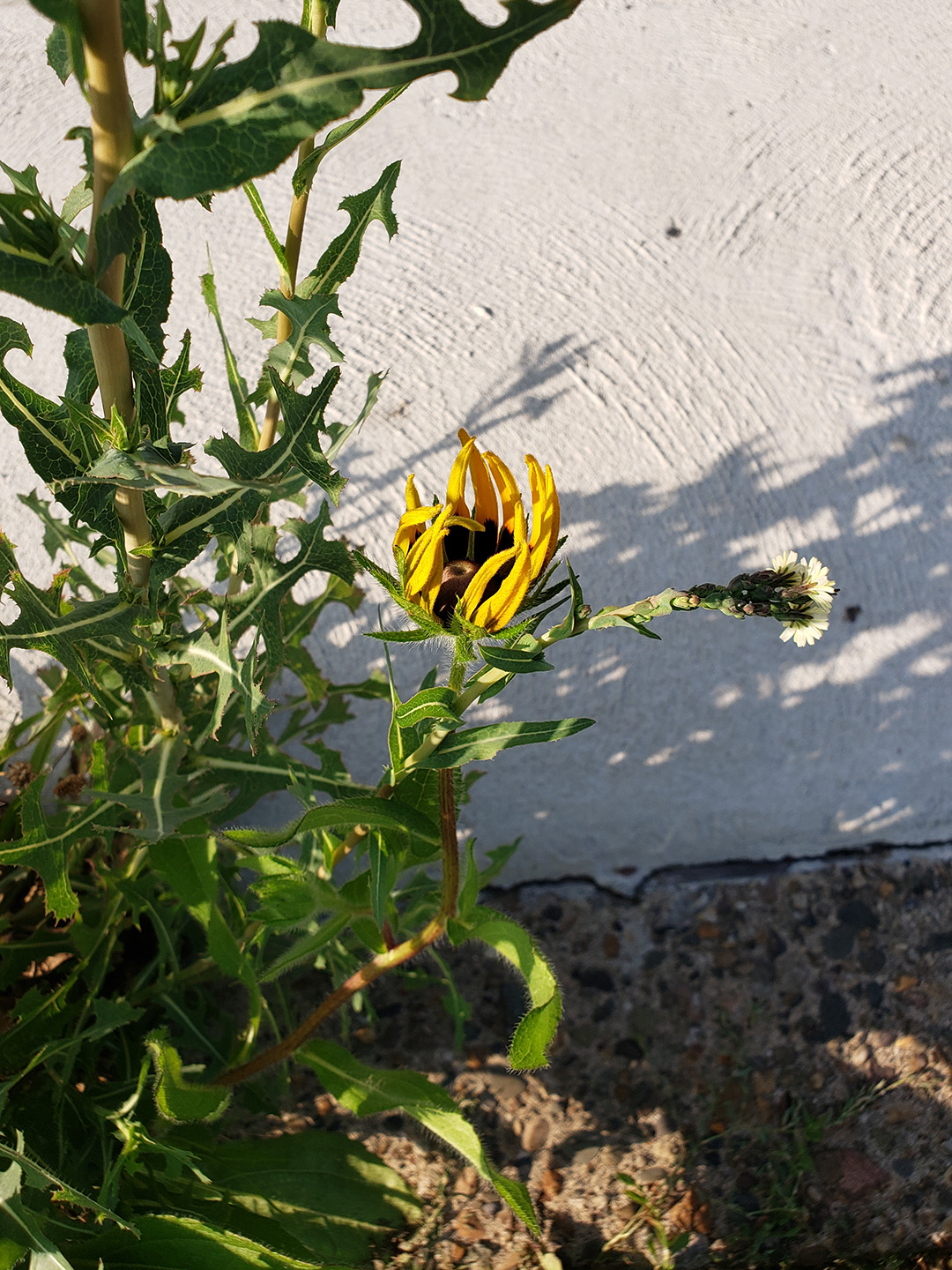 Blackeyed Susans growing out of a sidewalk