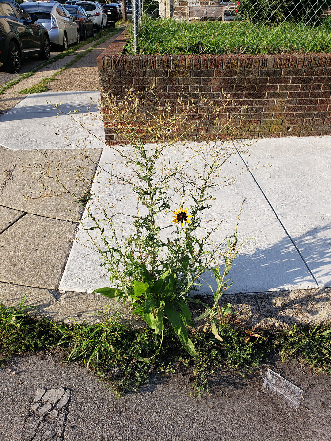 Blackeyed Susans growing out of a sidewalk