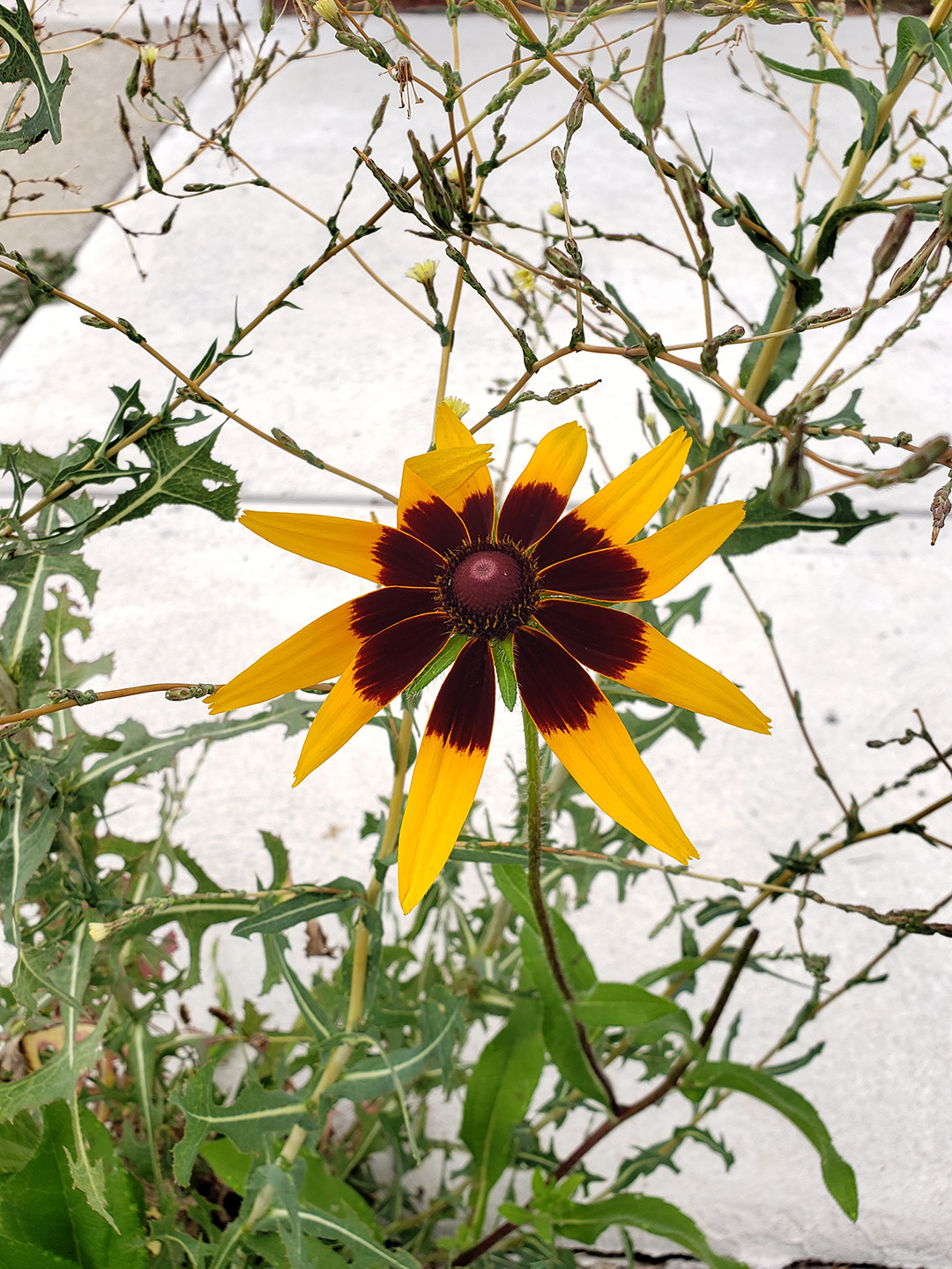 Blackeyed Susans growing out of a sidewalk