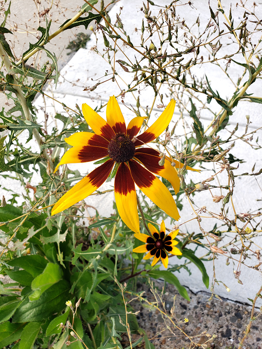 Blackeyed Susans growing out of a sidewalk