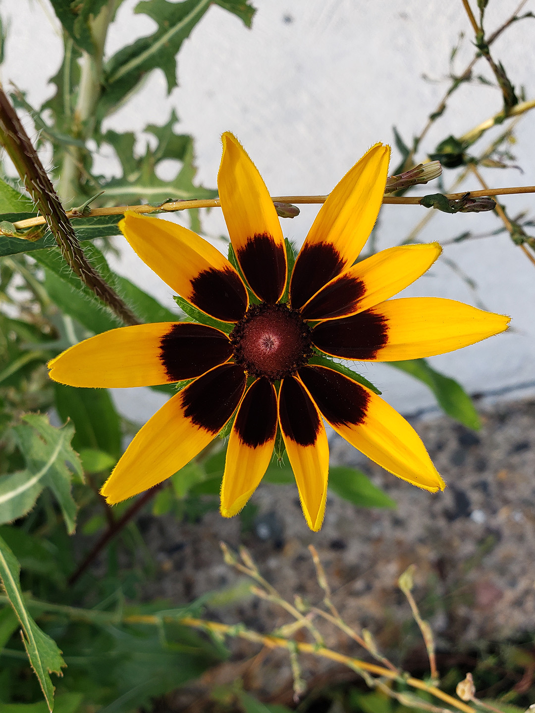 Blackeyed Susans growing out of a sidewalk
