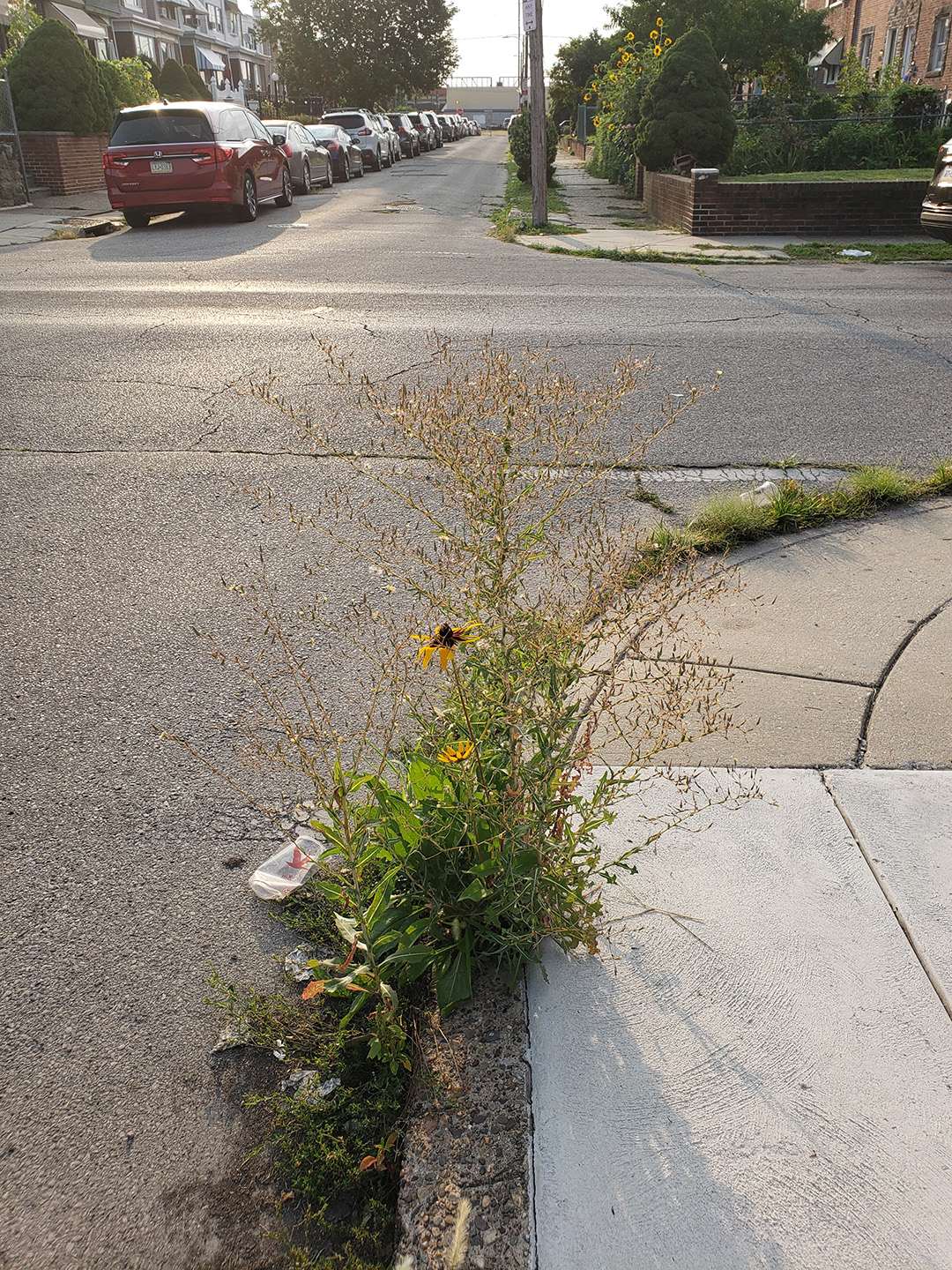Blackeyed Susans growing out of a sidewalk
