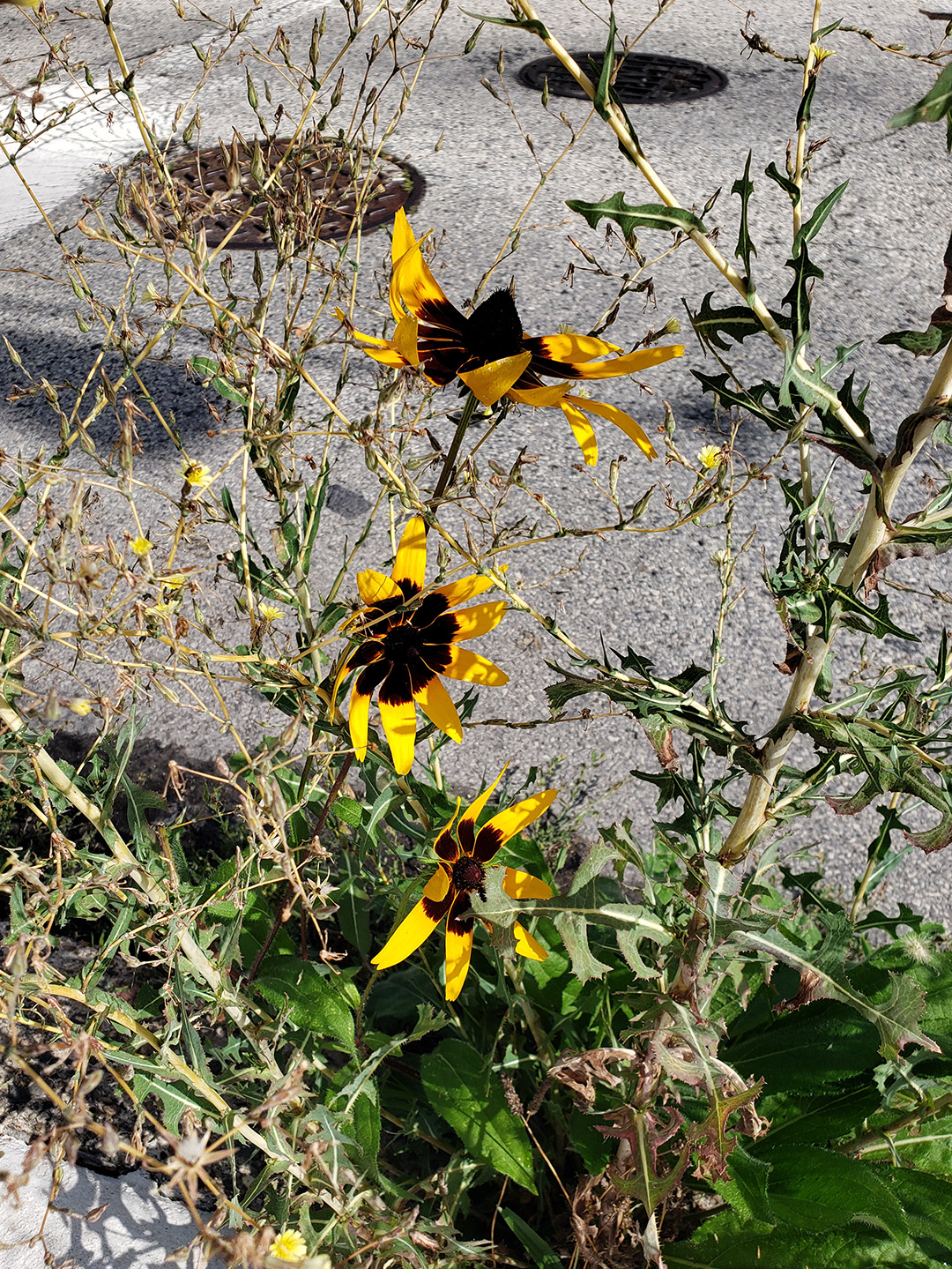 Blackeyed Susans growing out of a sidewalk