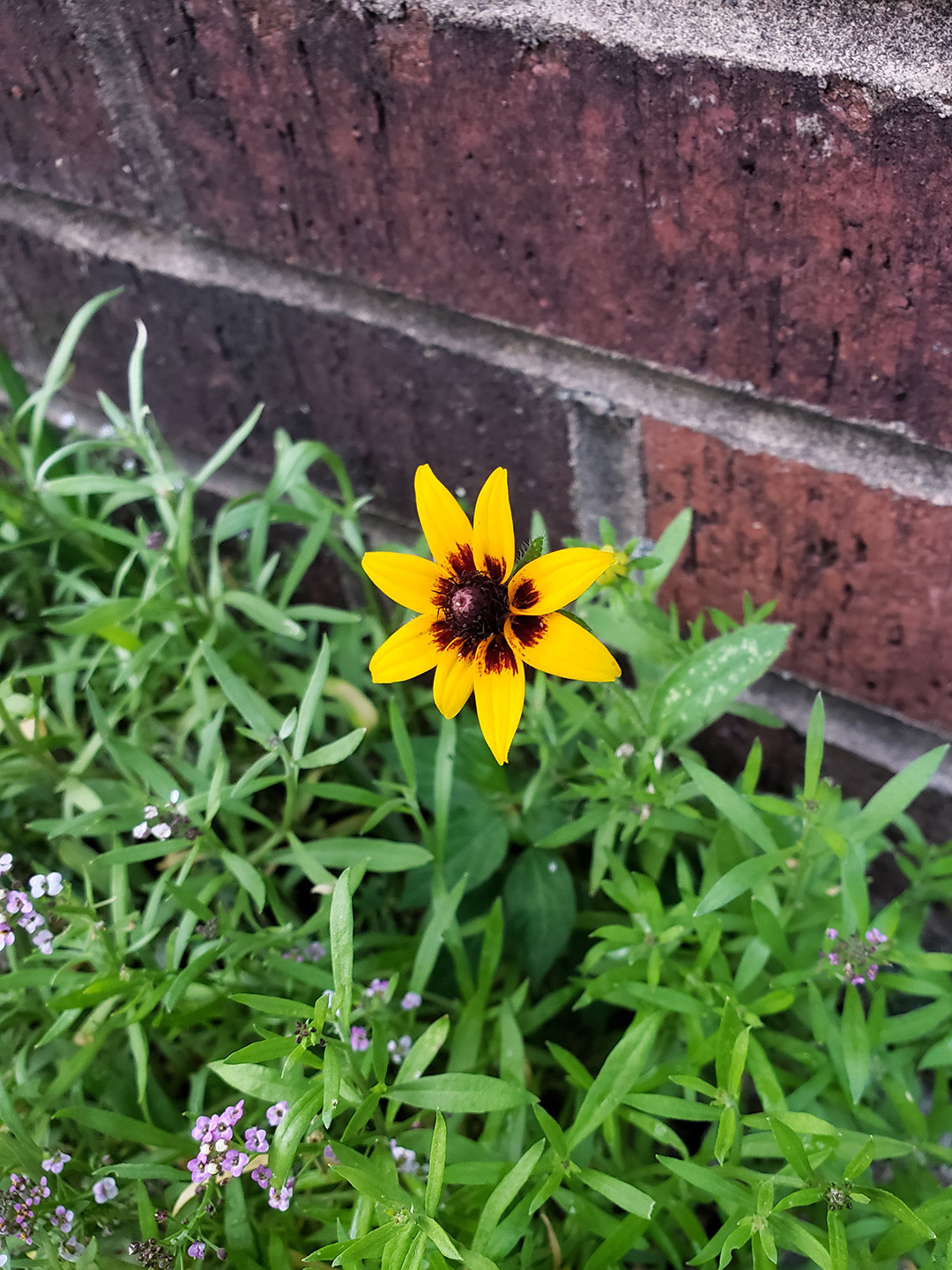 Blackeyed Susans growing out of a sidewalk