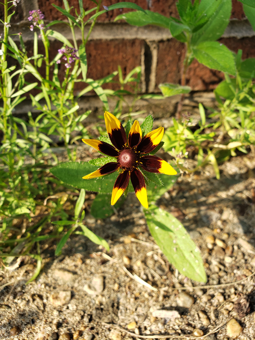 Blackeyed Susans growing out of a sidewalk