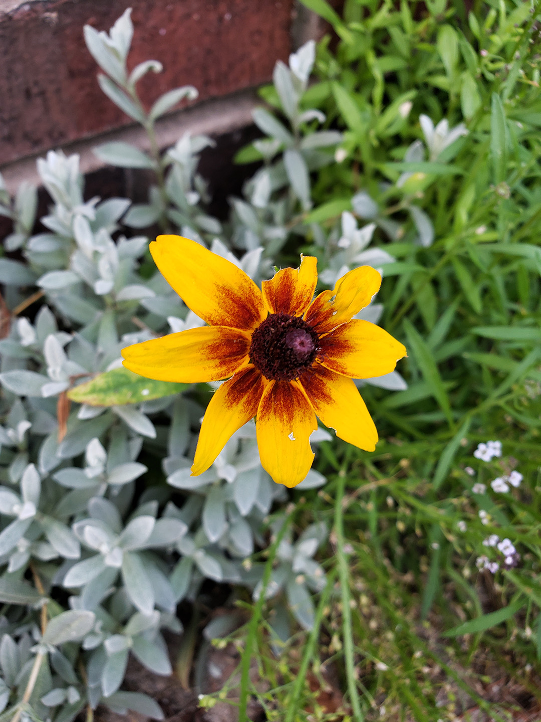 Blackeyed Susans growing out of a sidewalk