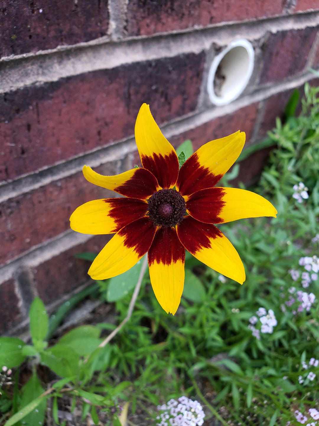 Blackeyed Susans growing out of a sidewalk