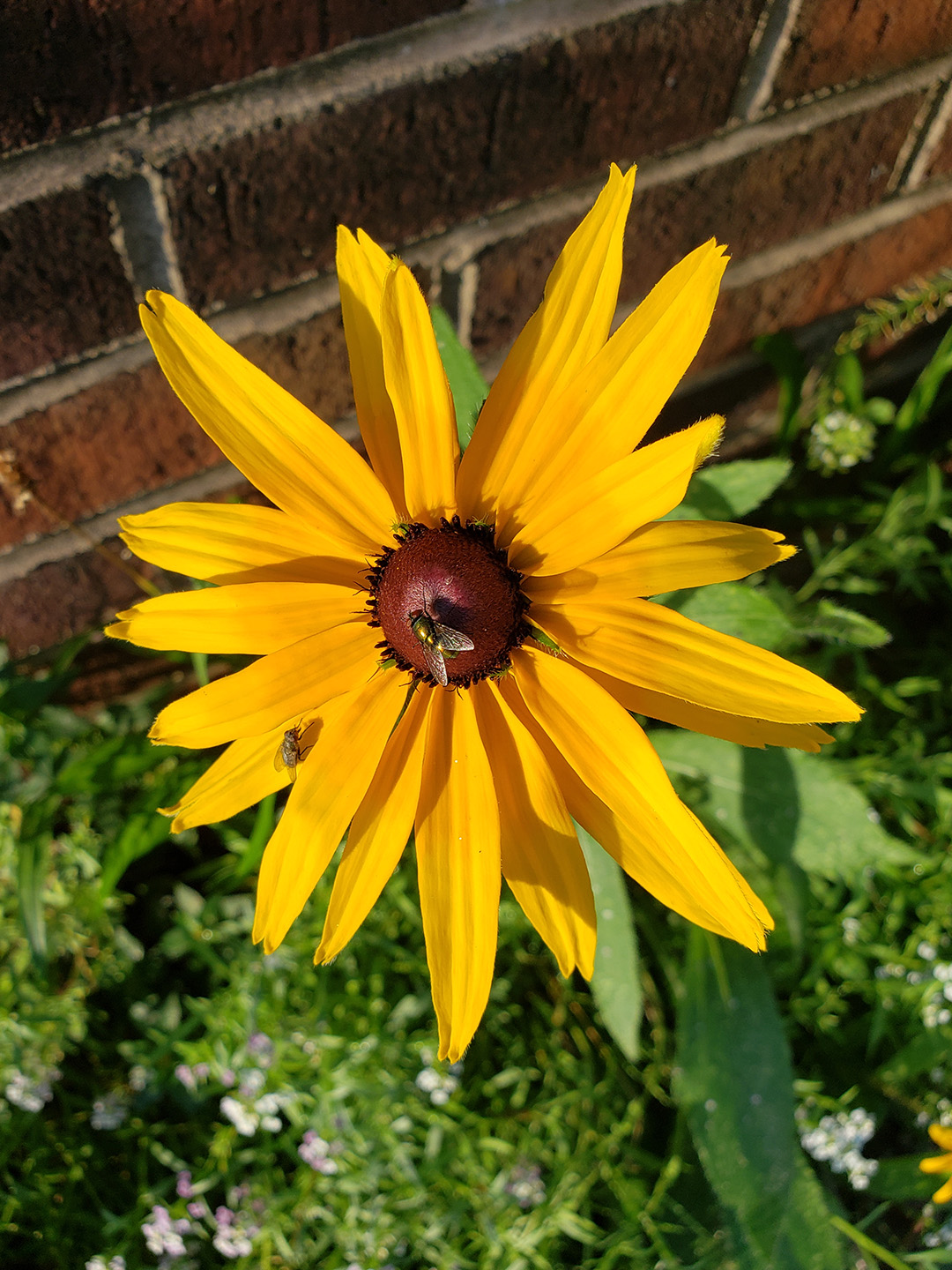 Blackeyed Susans growing out of a sidewalk