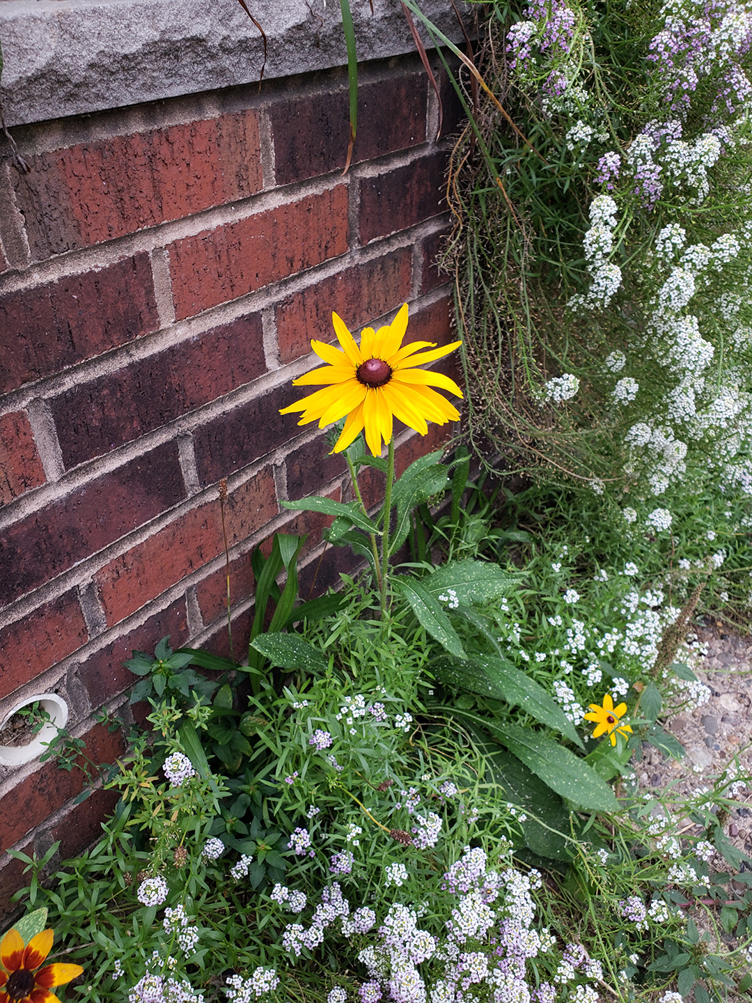 Blackeyed Susans growing out of a sidewalk