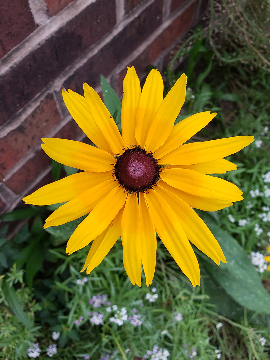 Blackeyed Susans growing out of a sidewalk