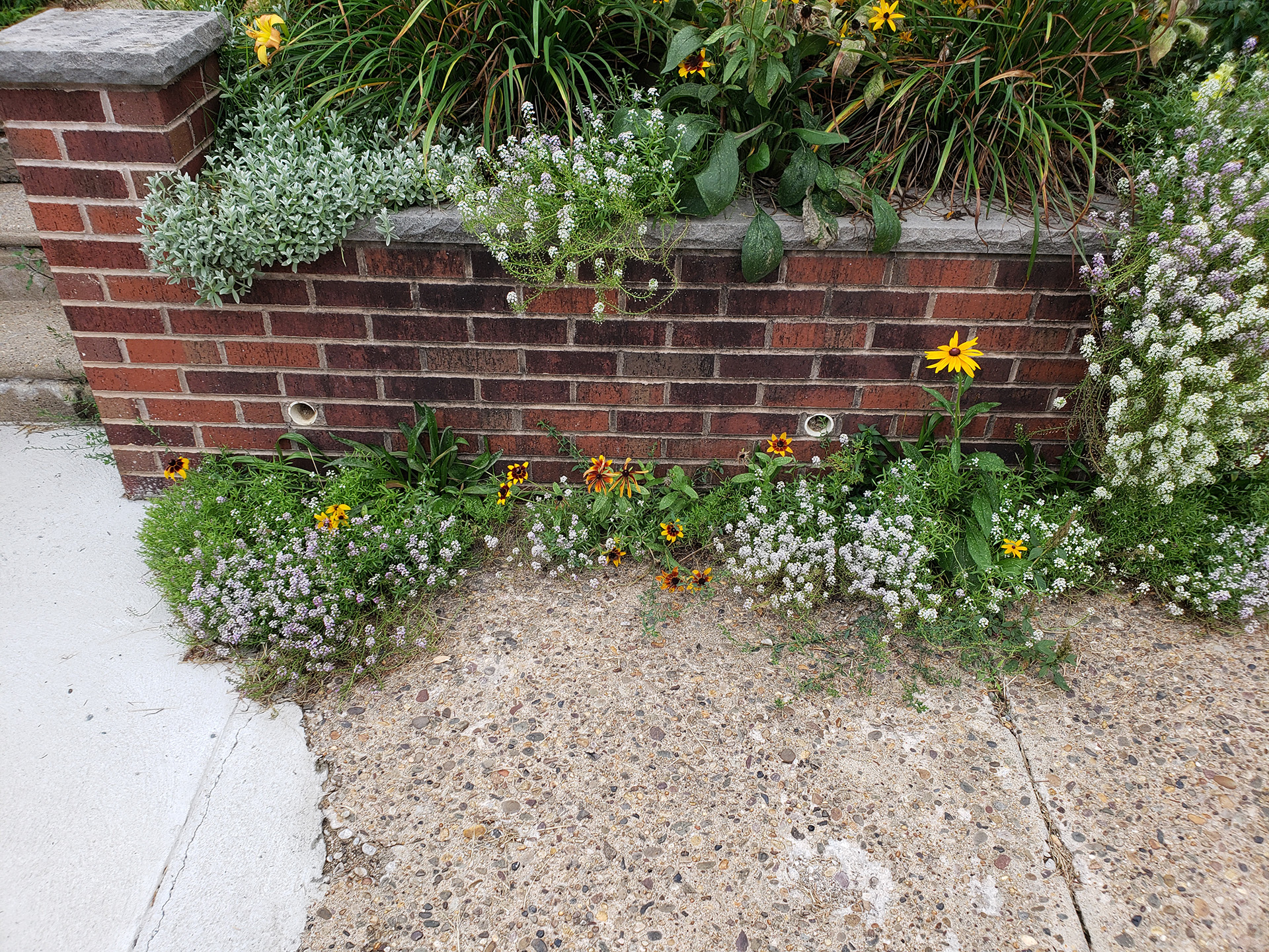 Blackeyed Susans growing out of a sidewalk