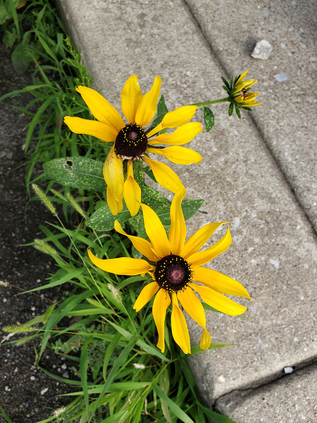 Blackeyed Susans grown out of a street gutter