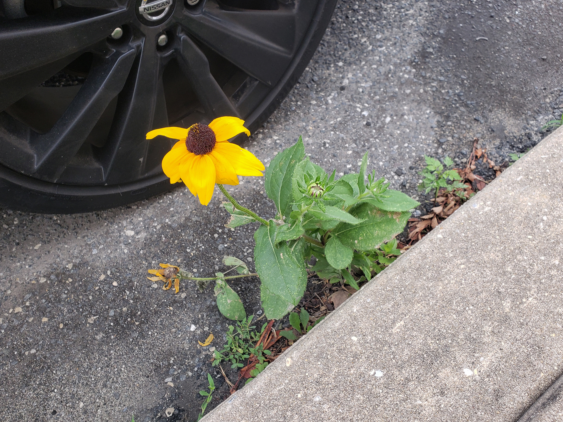 Blackeyed Susans growing out of a street in Marconi East