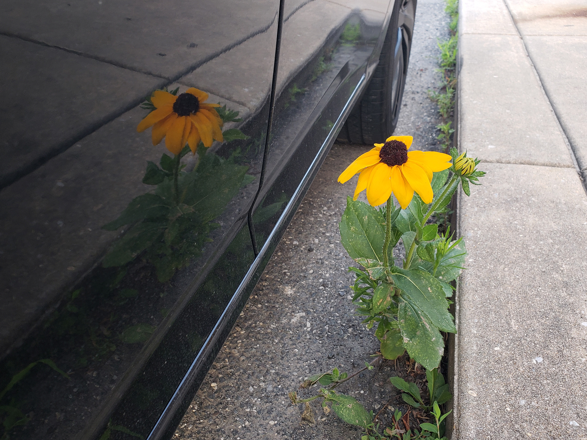 Blackeyed Susans growing out of a street in Marconi East