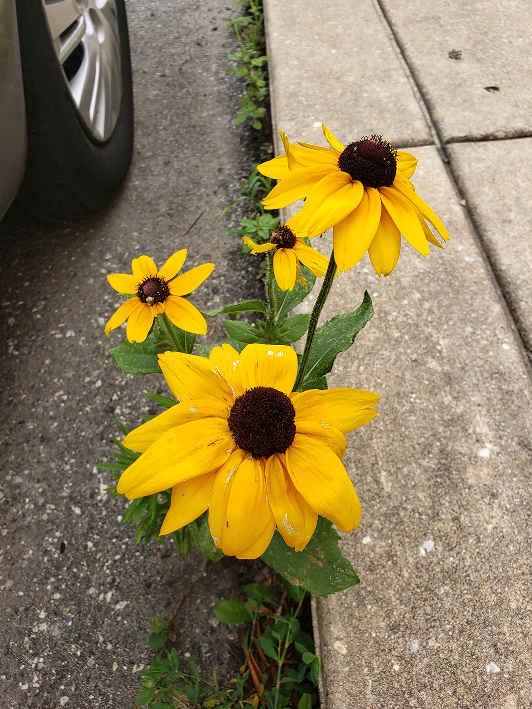 Blackeyed Susans growing out of a street in Marconi East