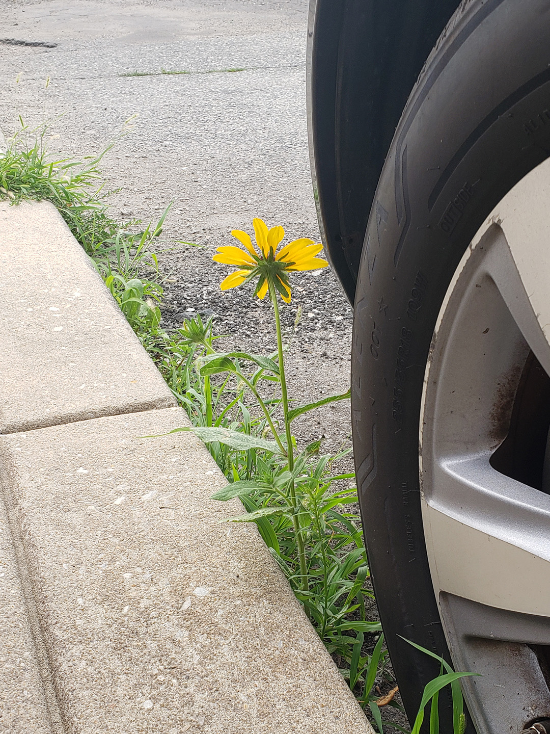 Blackeyed Susans growing out of a street in Marconi East