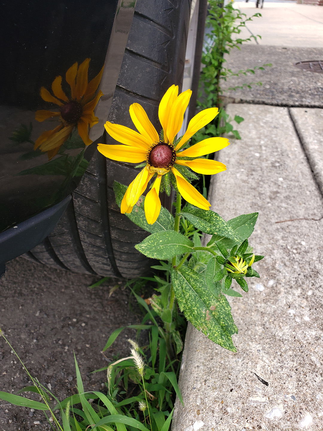 Blackeyed Susans growing out of a street in Marconi East