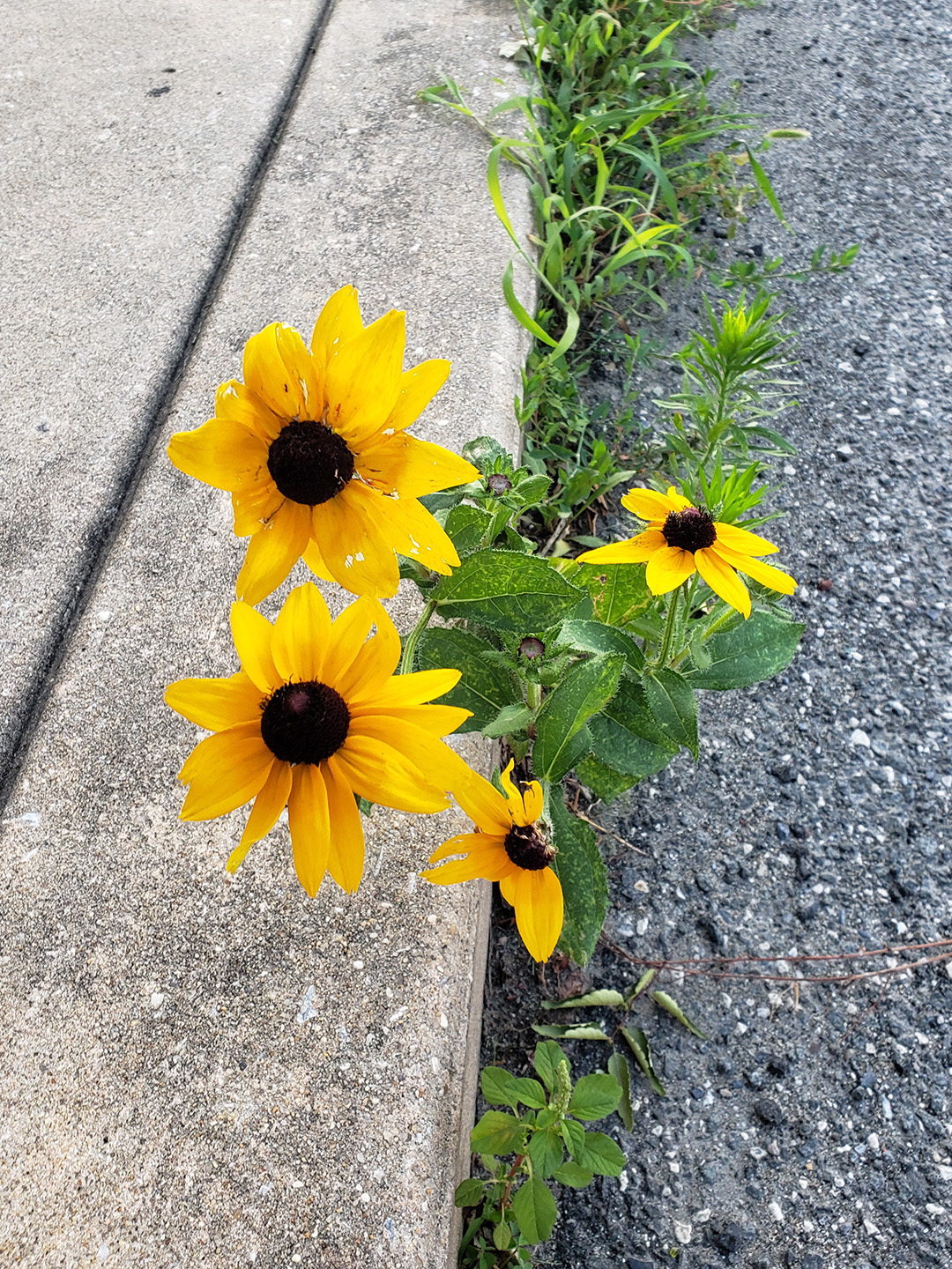 Blackeyed Susans growing out of a street in Marconi East