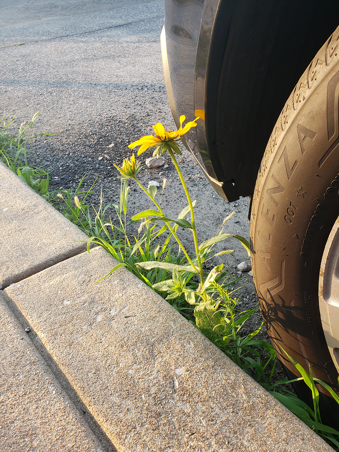 Blackeyed Susans growing out of a street in Marconi East