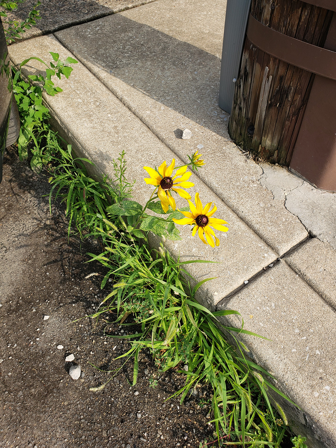 Blackeyed Susans growing out of a street in Marconi East
