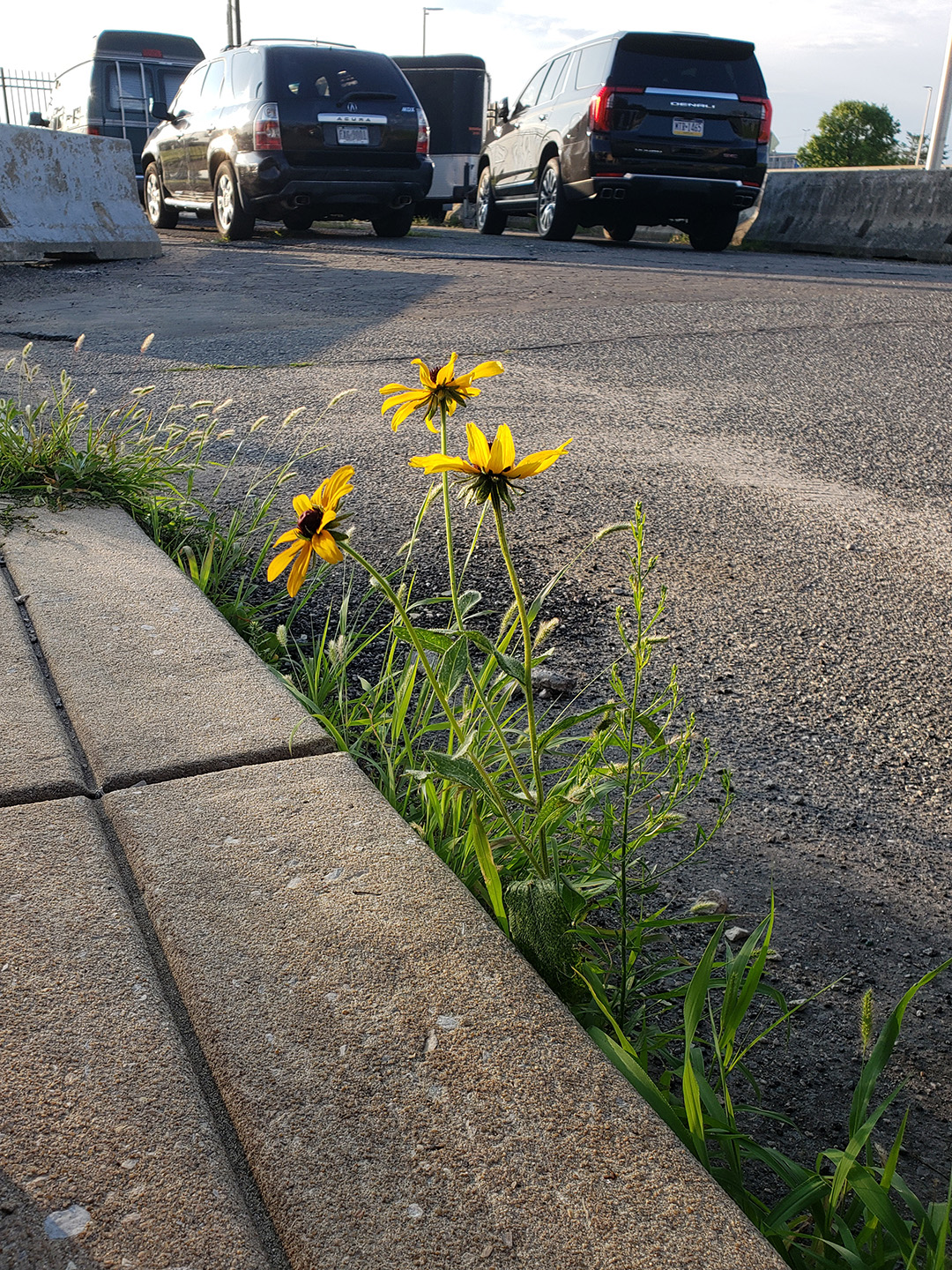 Blackeyed Susans growing out of a street in Marconi East