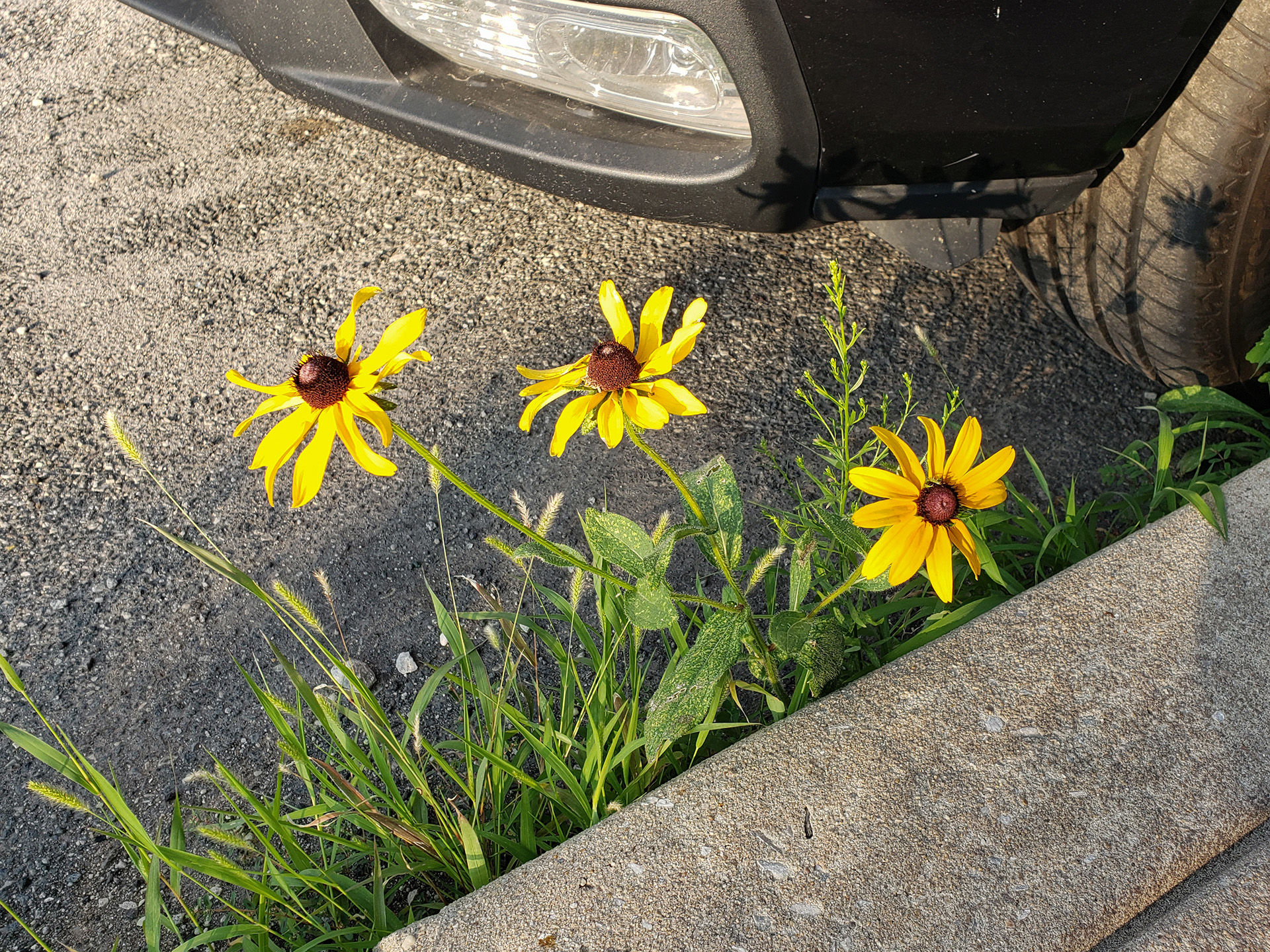 Blackeyed Susans growing out of a street in Marconi East