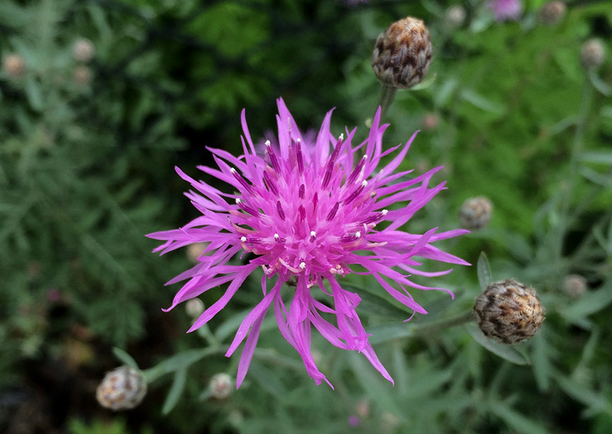 knapweed101.jpg