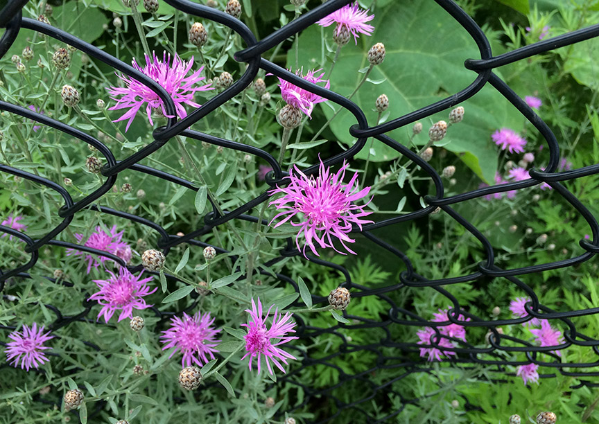 knapweed102.jpg