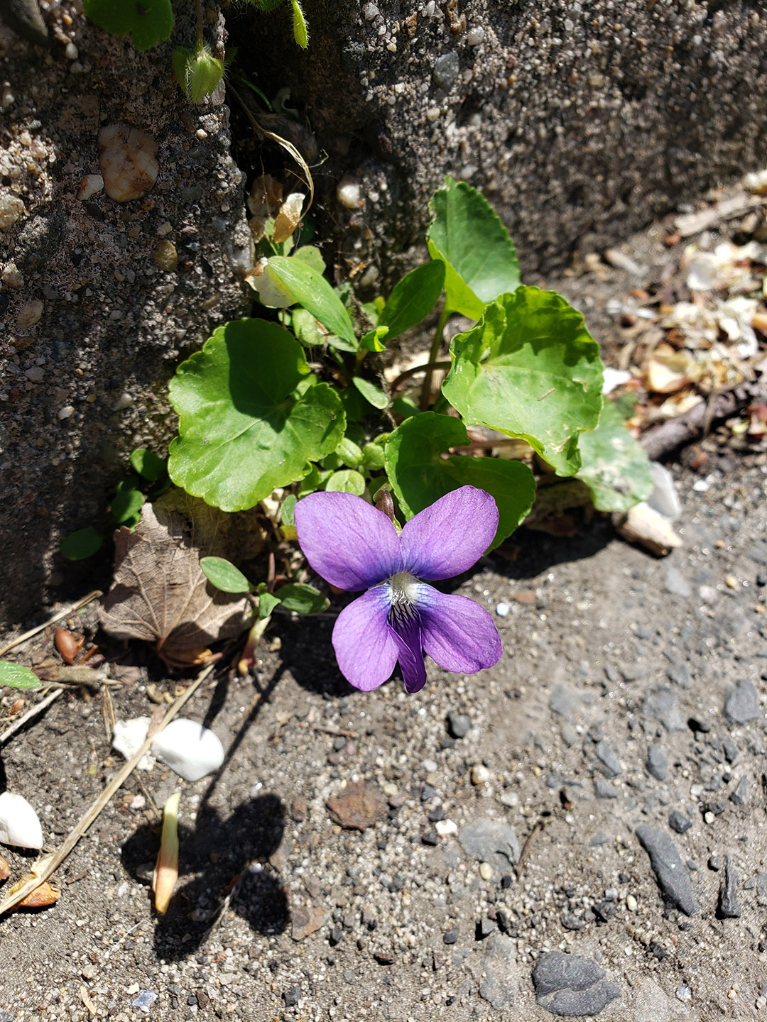 Common Blue Violets growing out of a pavement crack