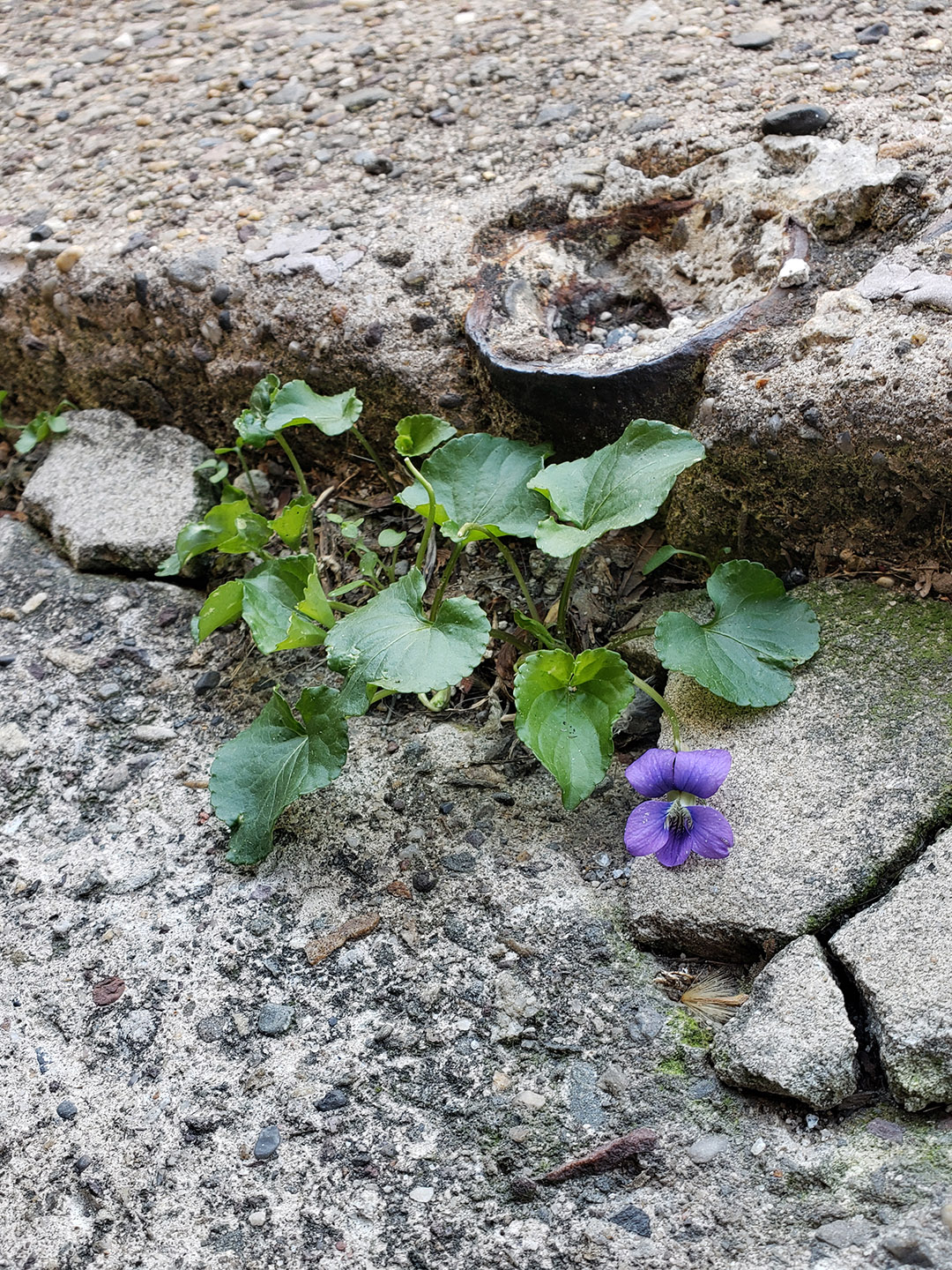 Common Blue Violets growing out of a pavement crack