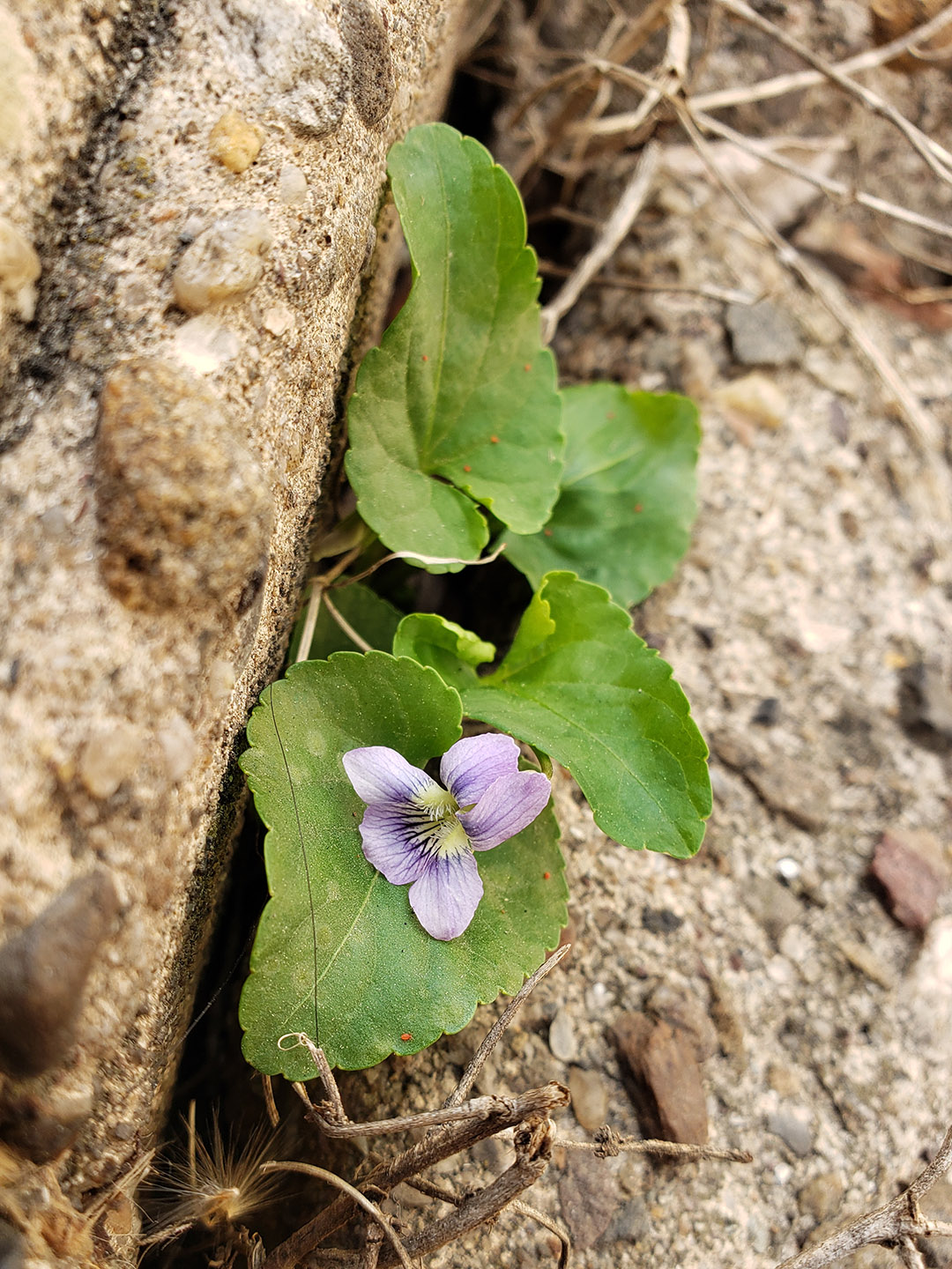 Common Blue Violets growing out of a pavement crack