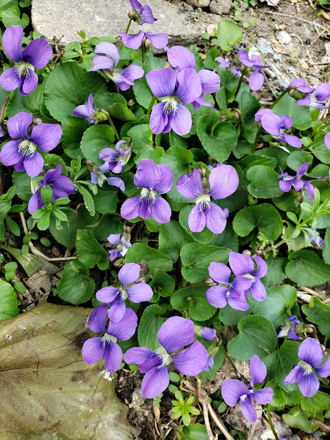 Common Blue Violets growing out of a pavement crack